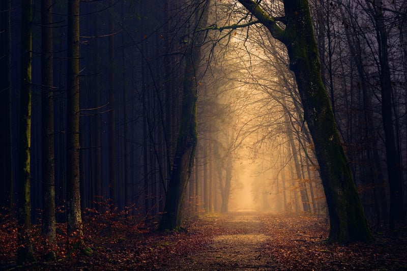 Enchanted Forest